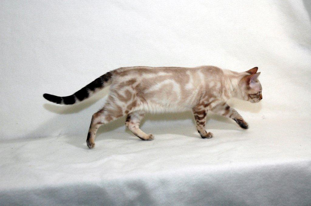seal lynx marble bengal